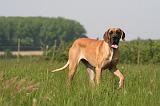 DOGUE ALLEMAND 533